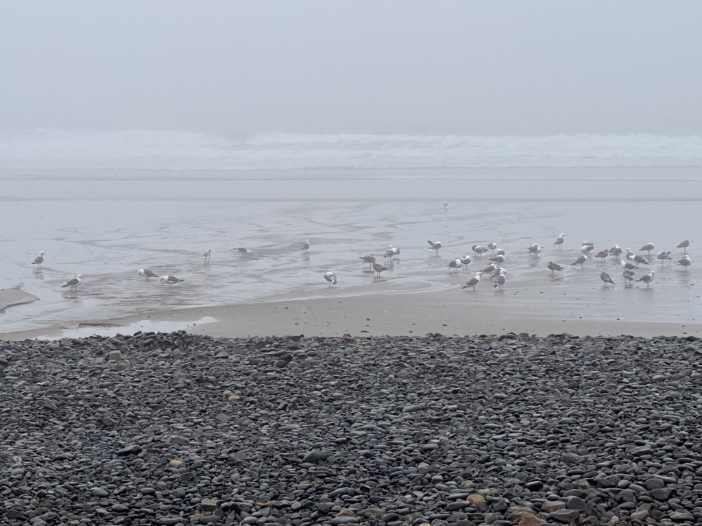 View over the cobbles onto the beach where a bunch of gulls are loafing in the delta of a small freshwater stream. Surf zone in the distance. Cloudy sky.