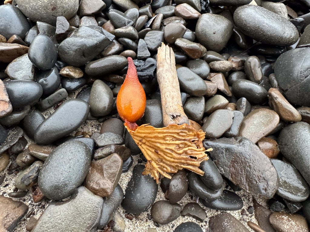 A drying seaweed bulb and blade fragment (and a small chunk of driftwood) on wet cobbles.