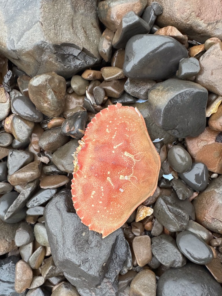 A Dungeness crab carapace rests on wet cobbles.