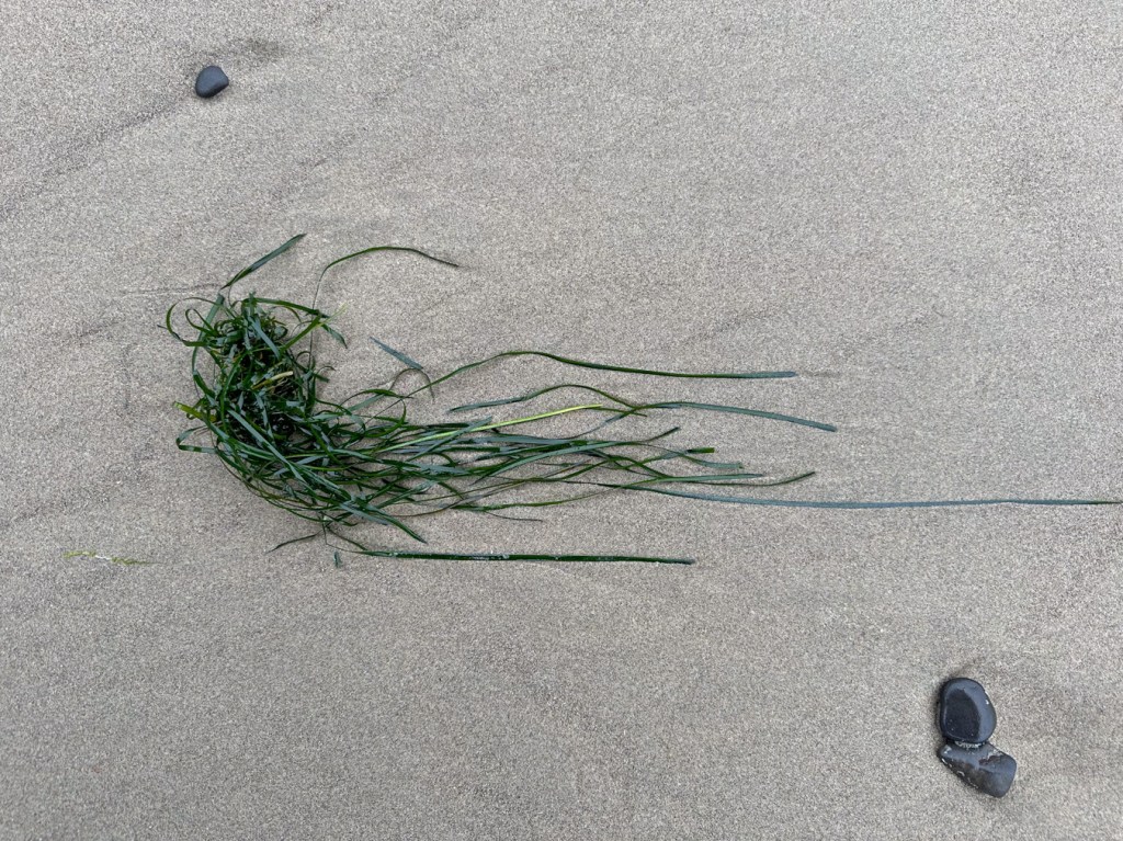 Blades of drifted surfgrass on the sand, swept parallel by the backwash.