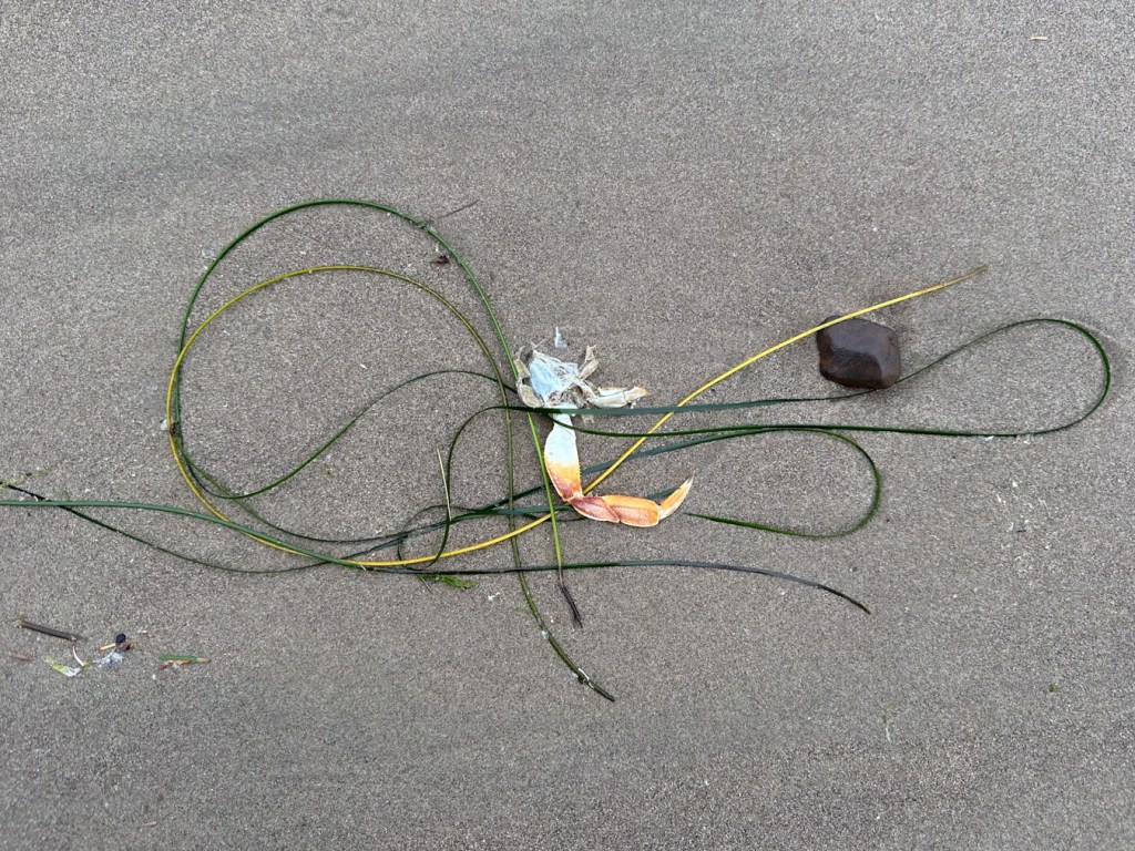A few surfgrass strands, a molted crab leg, and a pebble rest on the sand.
