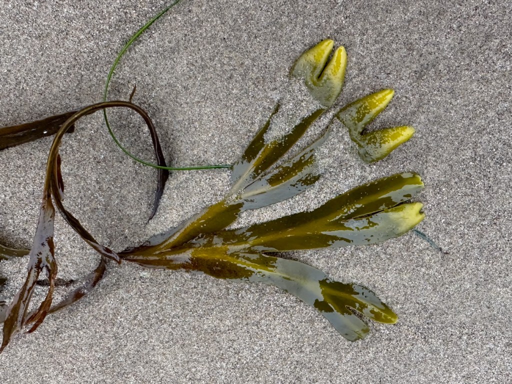 Closeup of a frond of drift Fucus resting on the sand.