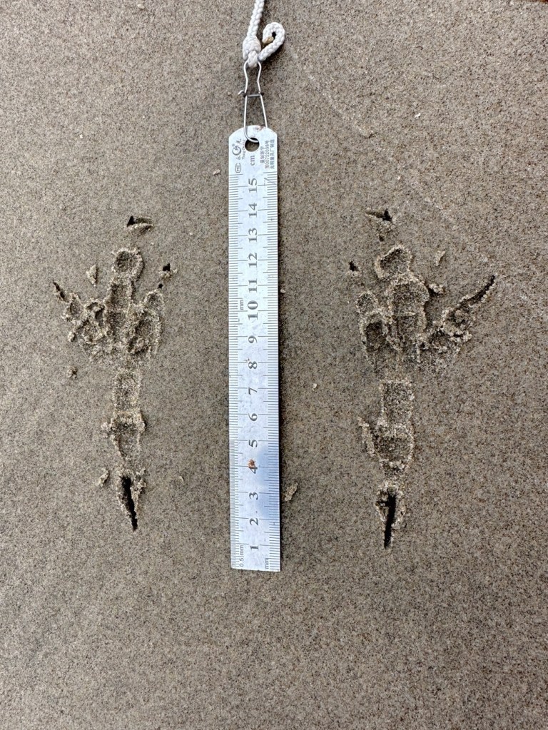 Closeup on raptor tracks in the sand. 15 cm rule for scale.