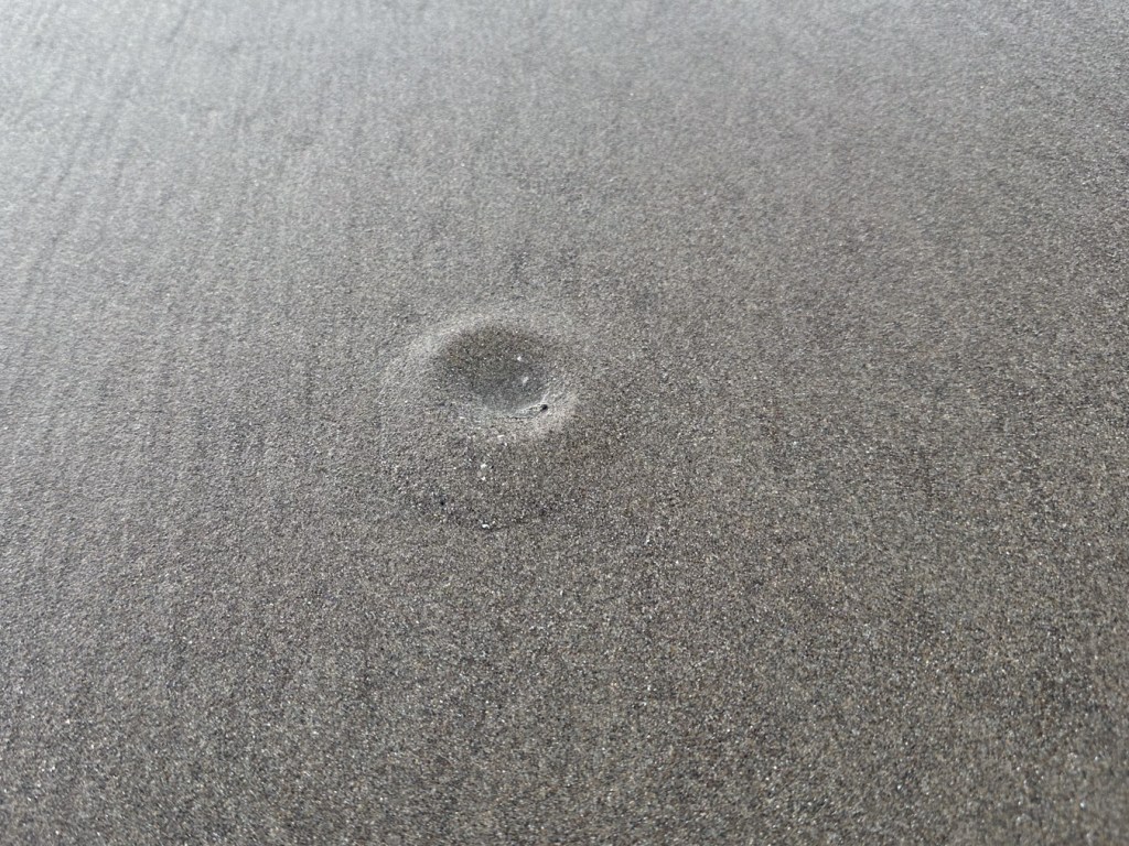 A dimple in the sand indicates a razor clam below