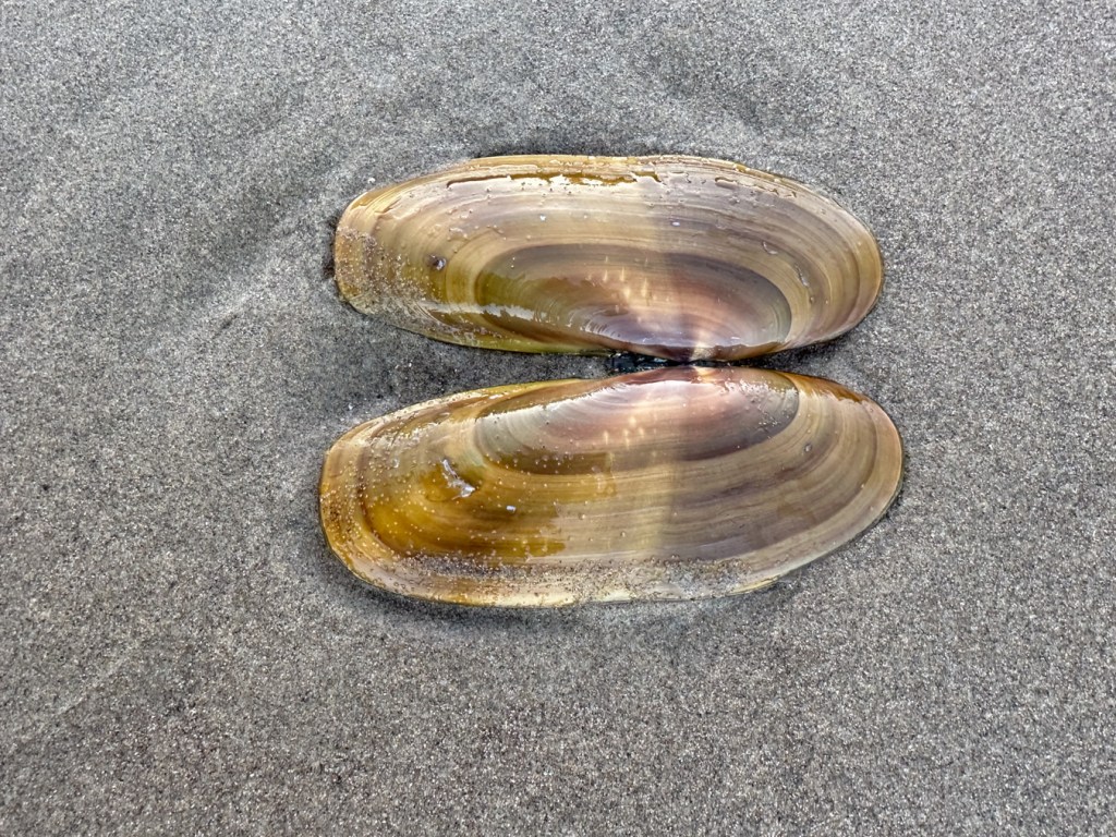 Both valves of a razor clam (exterior surfaces) resting on the sand.