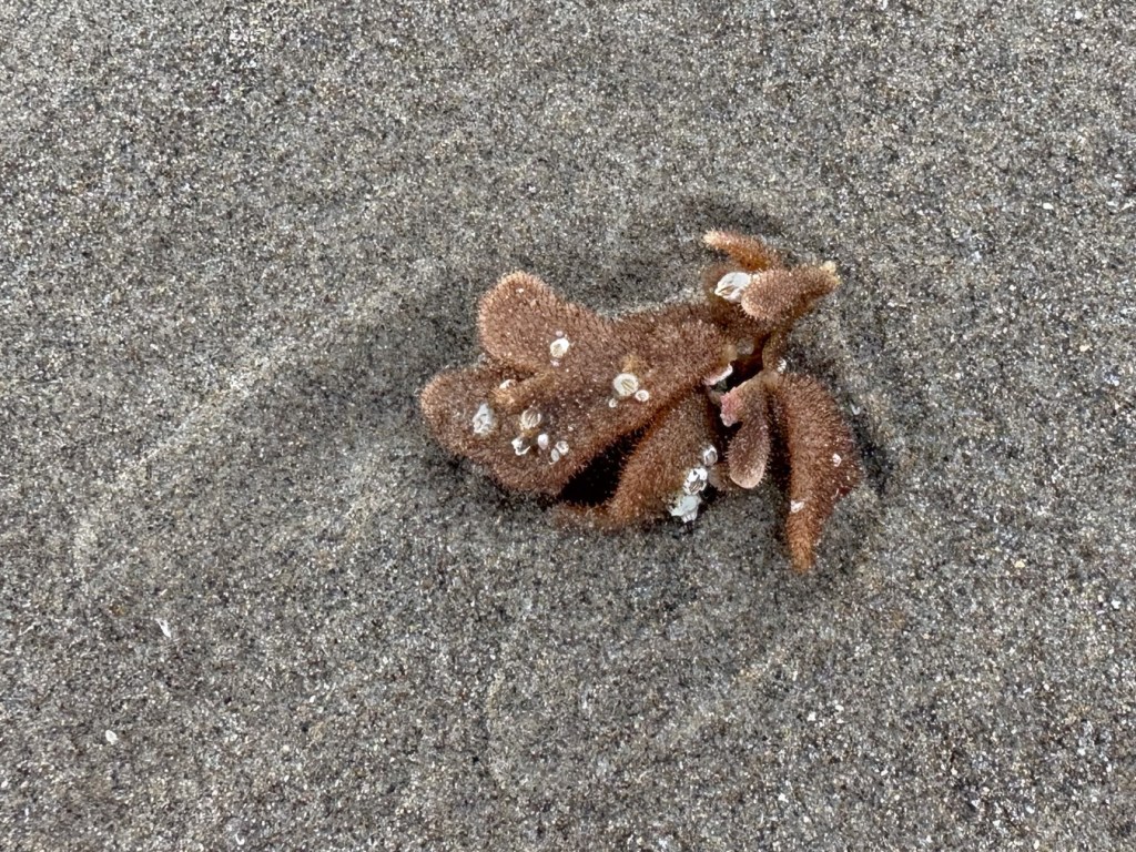 A drifted bryozoan fragment resting on the sand.