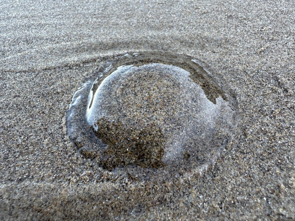 Closeup of a beached crystal jelly Aequorea resting on wet sand.