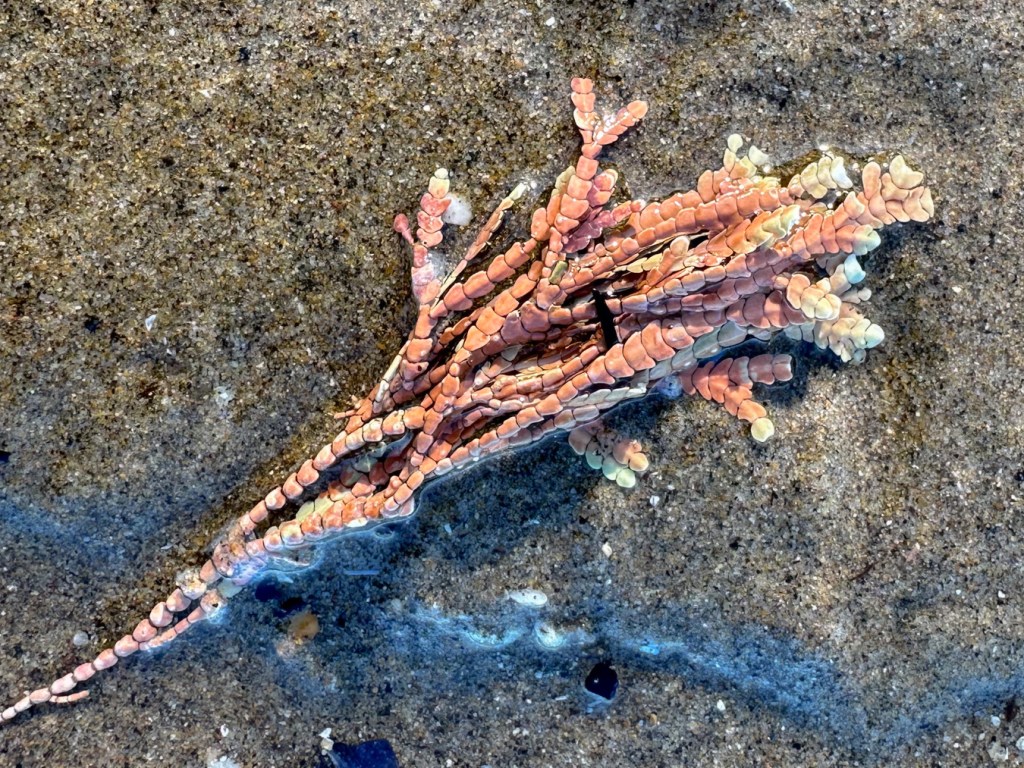 A drifted coralline rests on the sand.