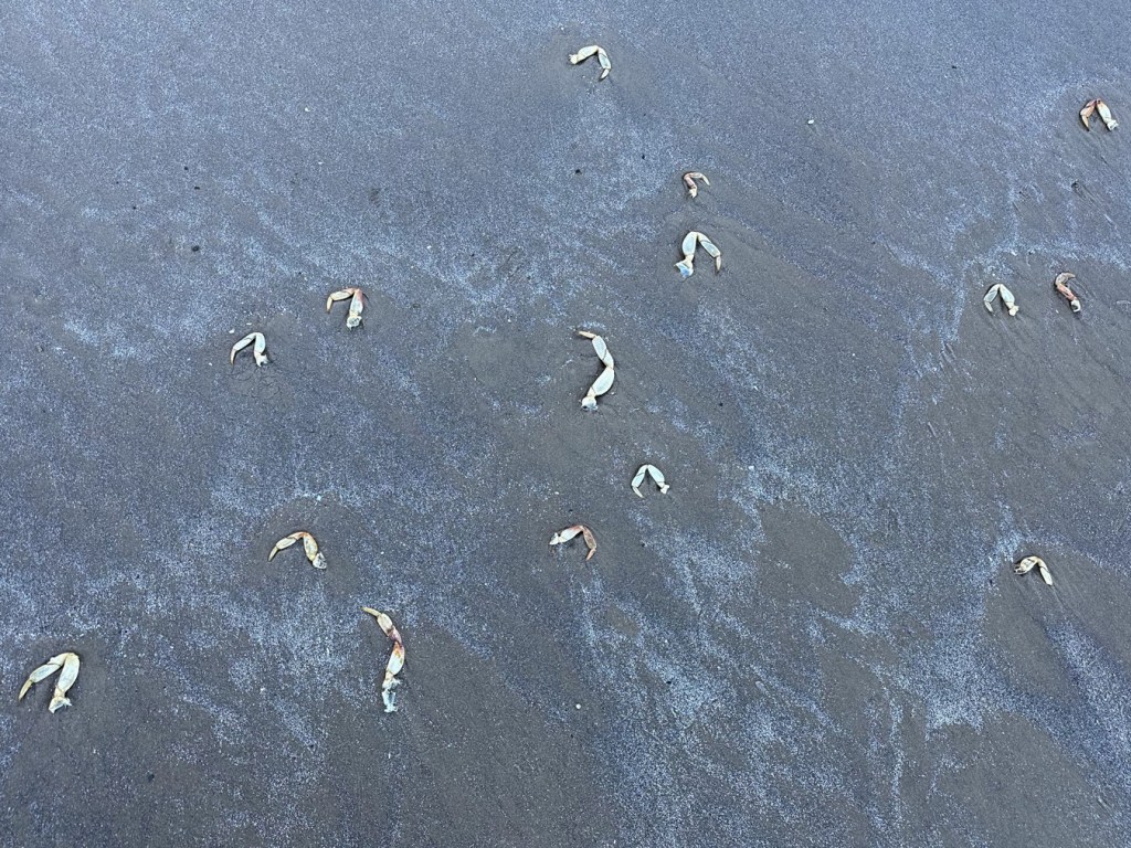 Over a dozen molted crab legs in a small portion of beach.