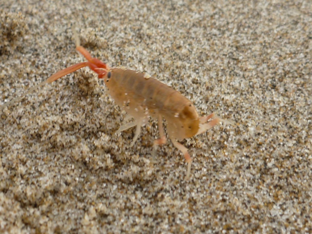 Somewhat blurry image of a beach hopper retreating from the photographer.