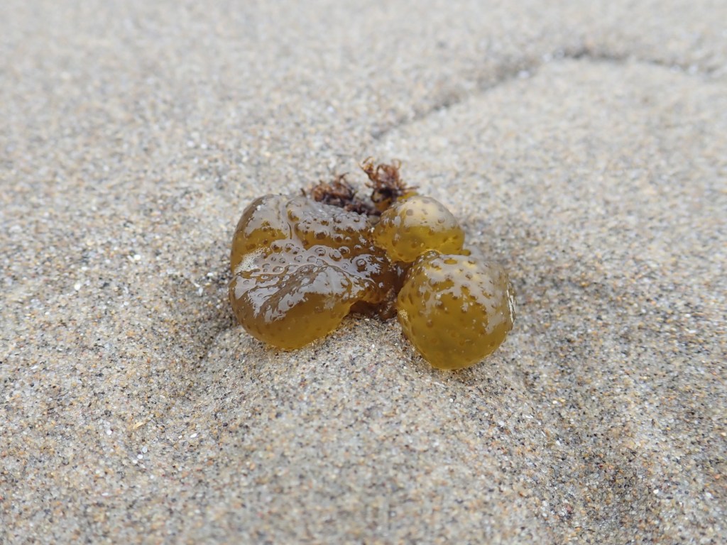 A small drifted seaweed rests on the sand.