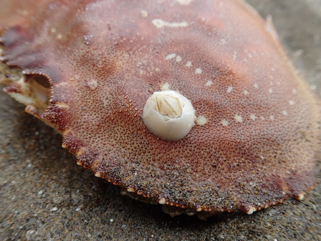 Closeup on a barnacle, probably Balanus crenatus.