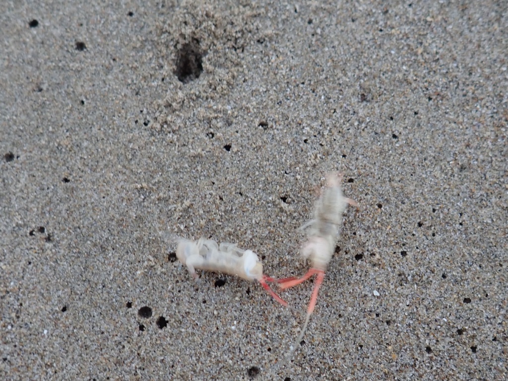Two beach hoppers fighting near a burrow entrance. They've flipped each other upside down!