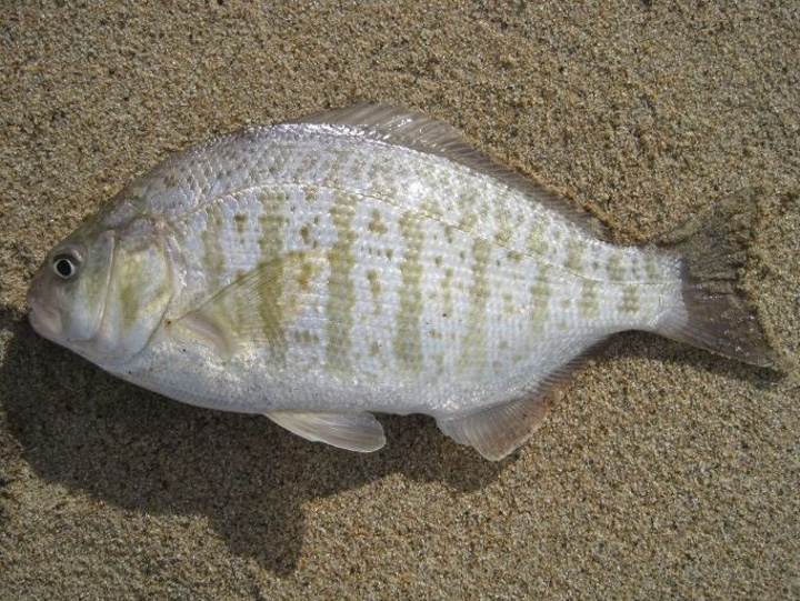 Freshly caught adult barred surfperch Amphistichus argenteus laid out on the sand.