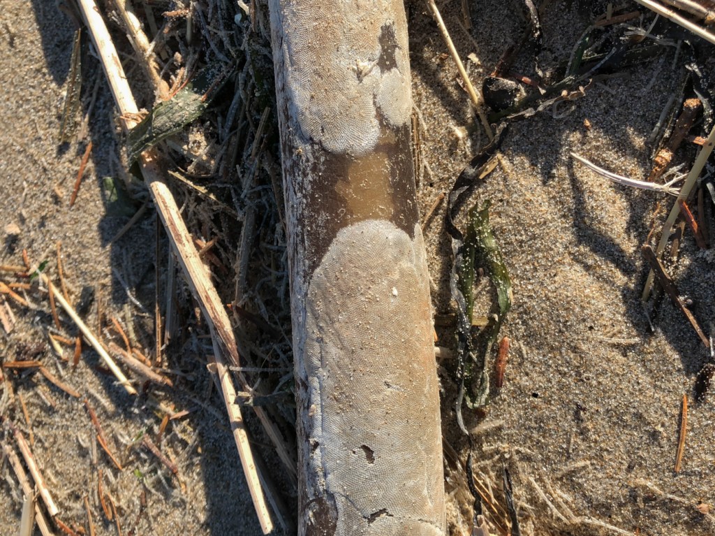 Round colonies on a drift bull kelp stipe resting on sand among other drifted material.