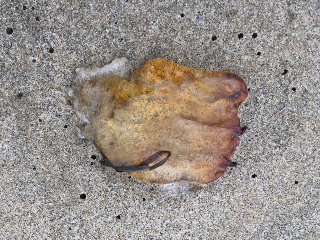 Closeup of a Pacific sea nettle jellyfish Chrysaora fuscescens fragment resting on the sand.