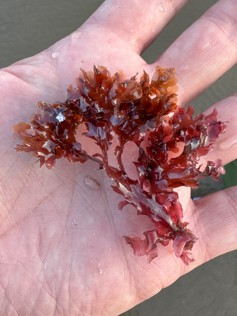A hand-held drifted tuft of crinkly red seaweed.