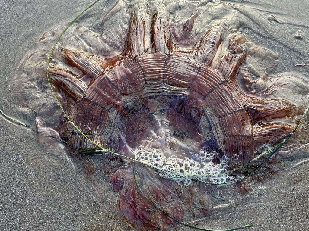 Lion's mane Cyanea ferruginea fragment resting upside down on the sand.