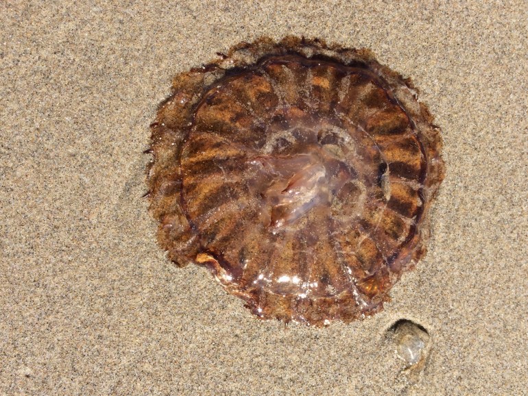 Closeup of a beached Pacific sea nettle jellyfish Chrysaora fuscescens  resting on the sand.