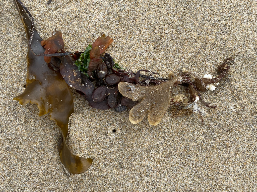 A drifted bryozoan fragment resting on the sand.