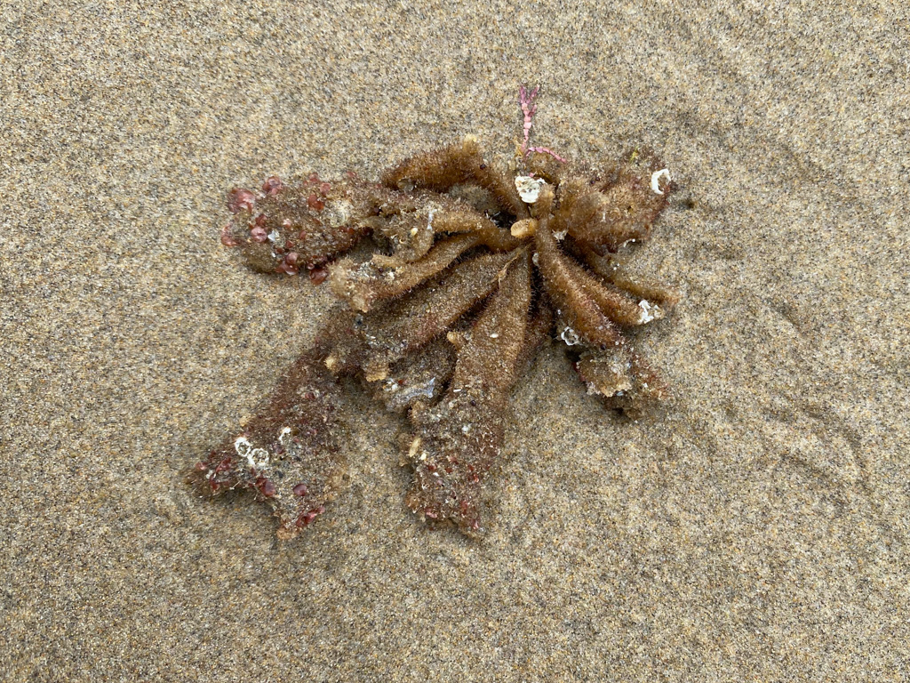 A drifted bryozoan fragment resting on the sand.