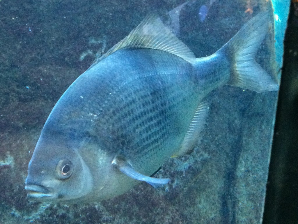 Closeup of an adult Pile surfperch Damalichthys vacca in its tank at the Monterey Bay Aquarium.