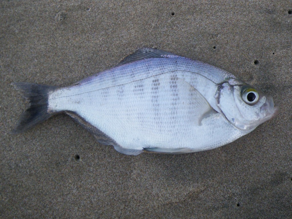 Closeup on a freshly caught walleye surfperch Hyperprosopon argenteum on the sand.
