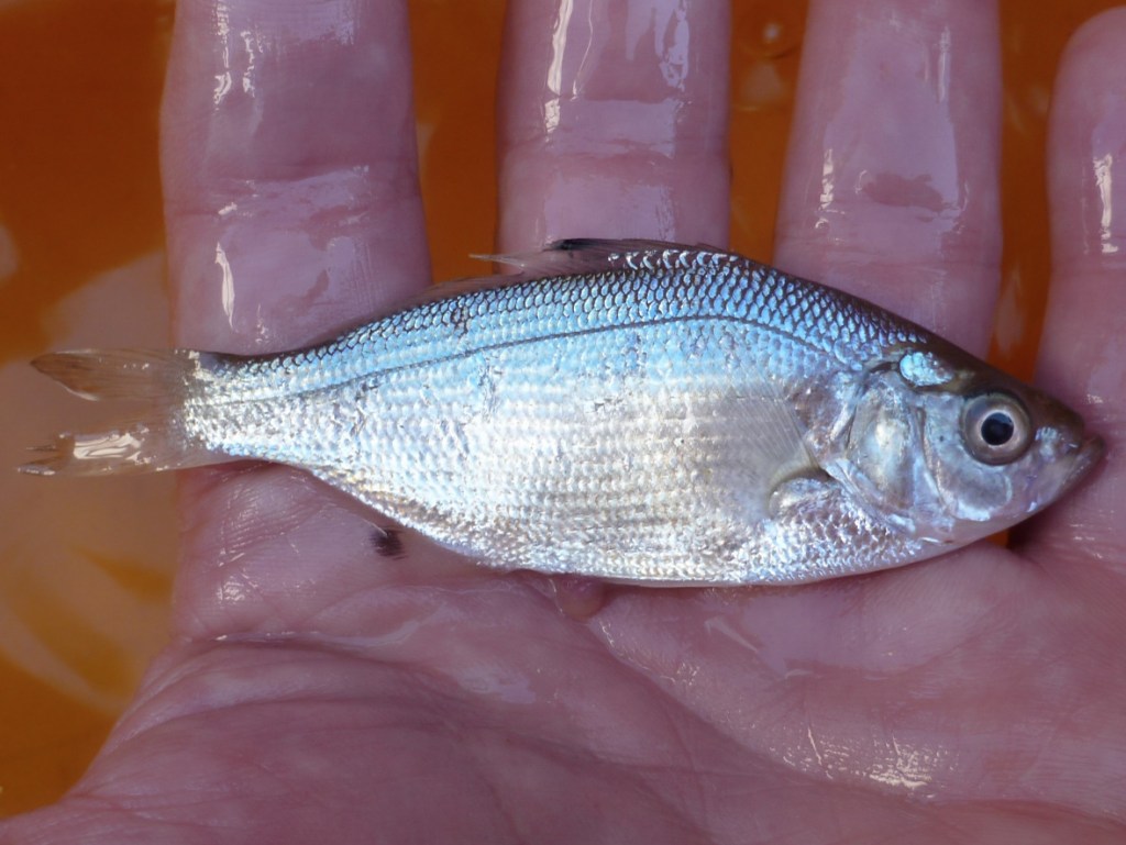 Closeup of a hand-held spotfin surfperch Hyperprosopon anale.