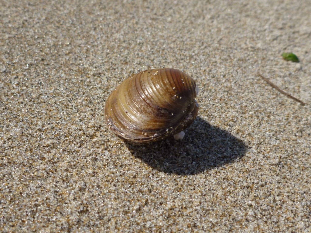Close up on an empty Corbicula shell, both valves, resting on the sand.