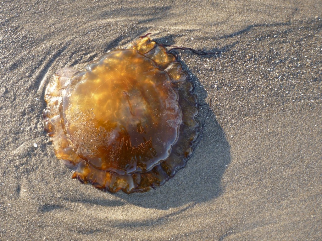 Closeup of a beached Pacific sea nettle jellyfish Chrysaora fuscescens  resting on the sand.