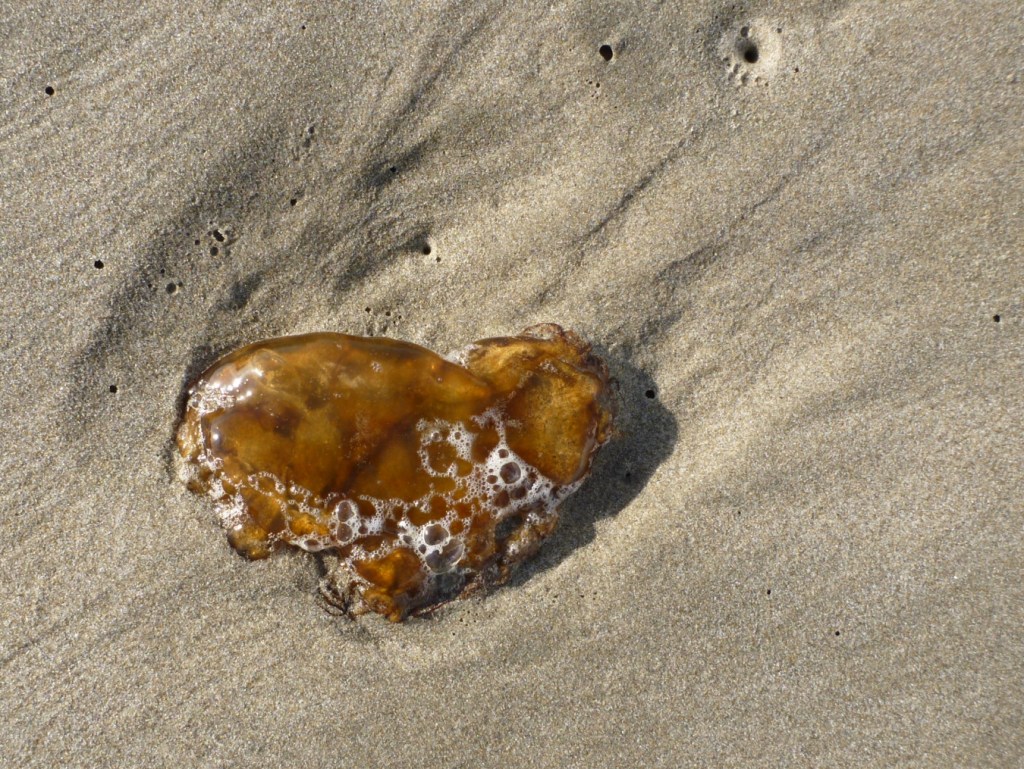 Closeup of a Pacific sea nettle jellyfish Chrysaora fuscescens fragment resting on the sand.