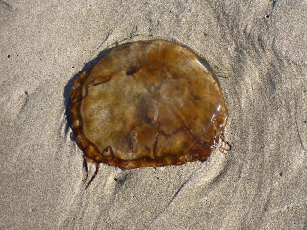 Closeup of a beached Pacific sea nettle jellyfish Chrysaora fuscescens  resting on the sand.
