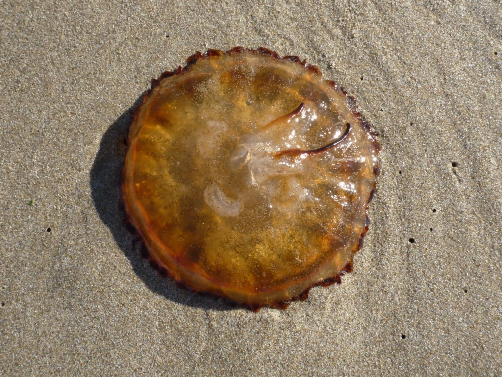 Closeup of a beached Pacific sea nettle jellyfish Chrysaora fuscescens  resting on the sand.