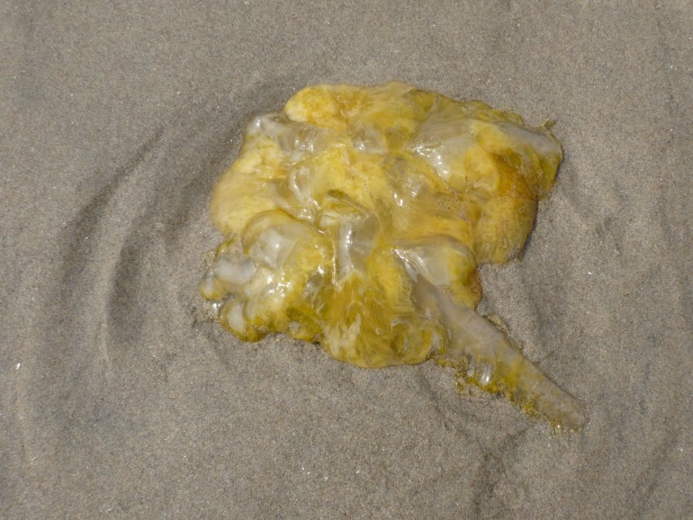 Closeup of the tattered remains of a beached fried egg jellyfish Phacellophora camtschatica resting on the sand.