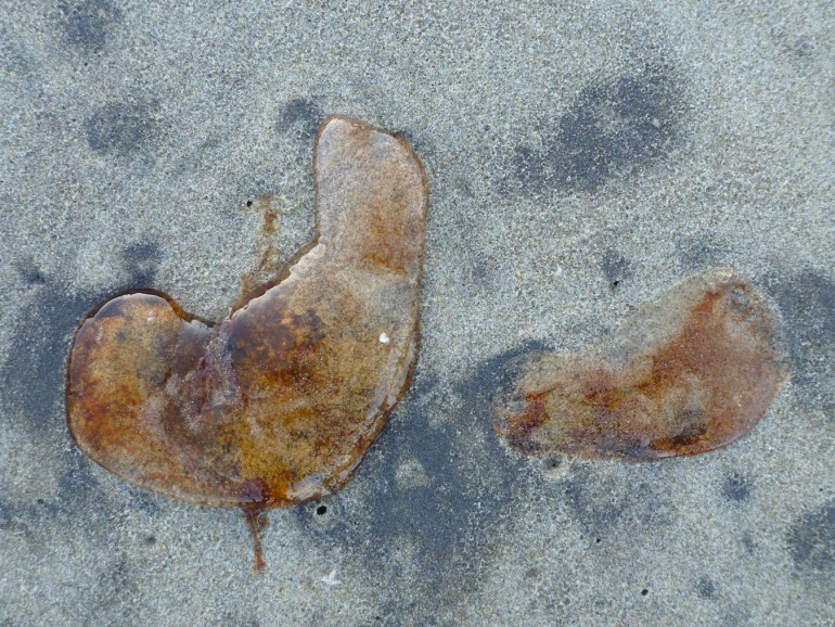 Closeup of two Pacific sea nettle jellyfish Chrysaora fuscescens fragments resting on the sand.