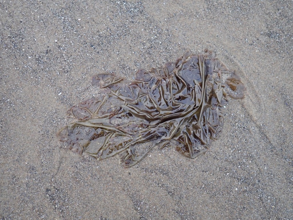 A wrinkled olive-colored blade rests on the sand. 