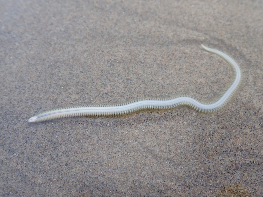 A light colored worm rests on the sand's surface.