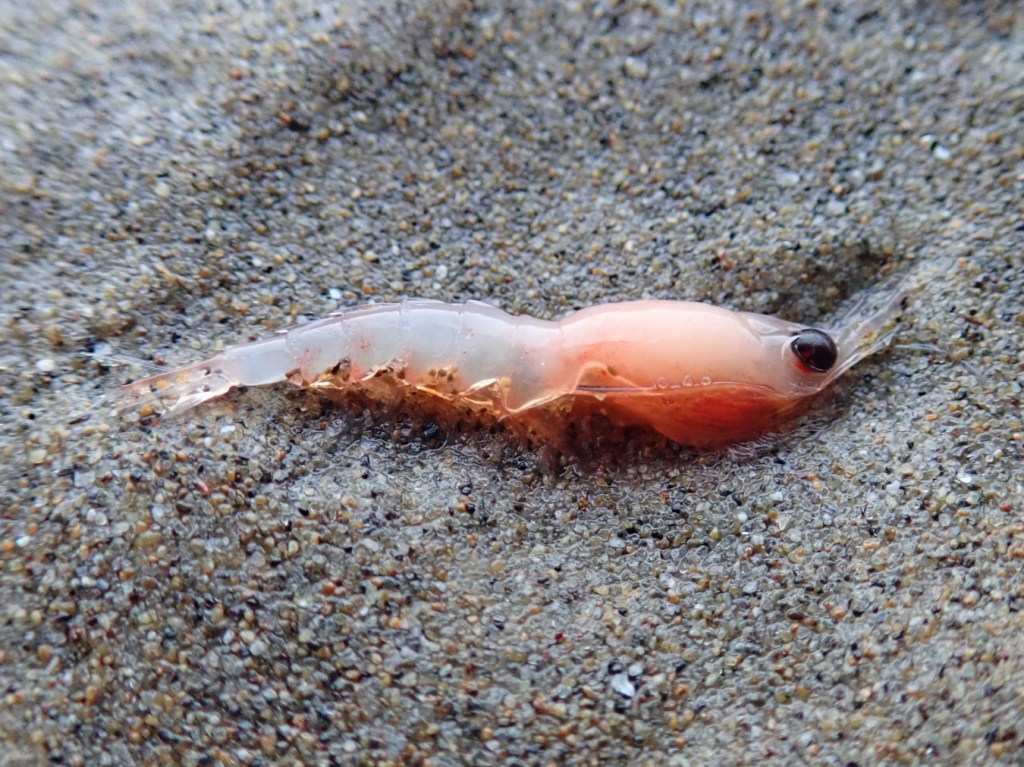 Stranded krill-like crustacean rests on the sand.