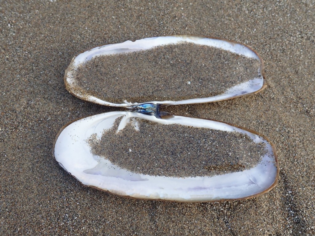 An empty razor clam shell with both valves rests on the sand. The interior surfaces are exposed (except both valves are partially filled with sand).