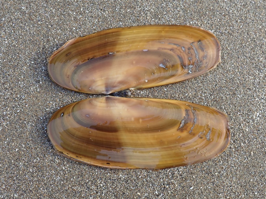 An empty razor clam shell with both valves attached rests on the sand. The shell has been turned to expose the exterior surface. 
