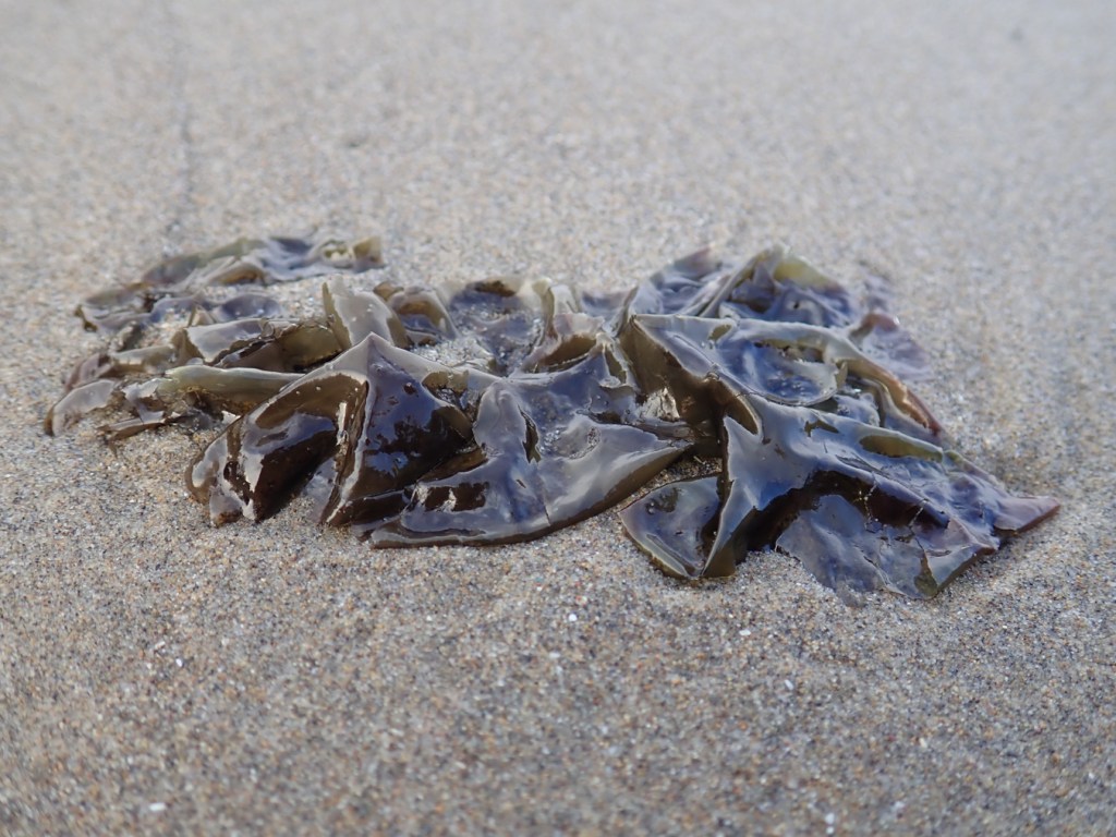 A wrinkled blade of drifted Pyropia rests on the sand.
