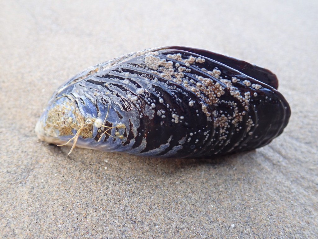A detached empty California mussel shell rests on the sand.