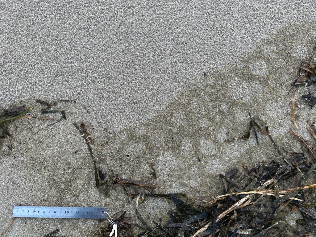 Closeup on the highest reach of th tide. Above the reach of tide, bare sand dimpled by raindrops. Below, decaying eelgrass and dingy foam remnants.