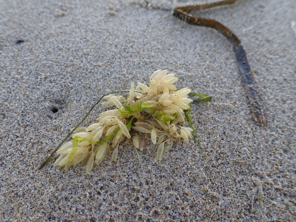 A drifted cluster of snail egg capsules  rests on the sand.