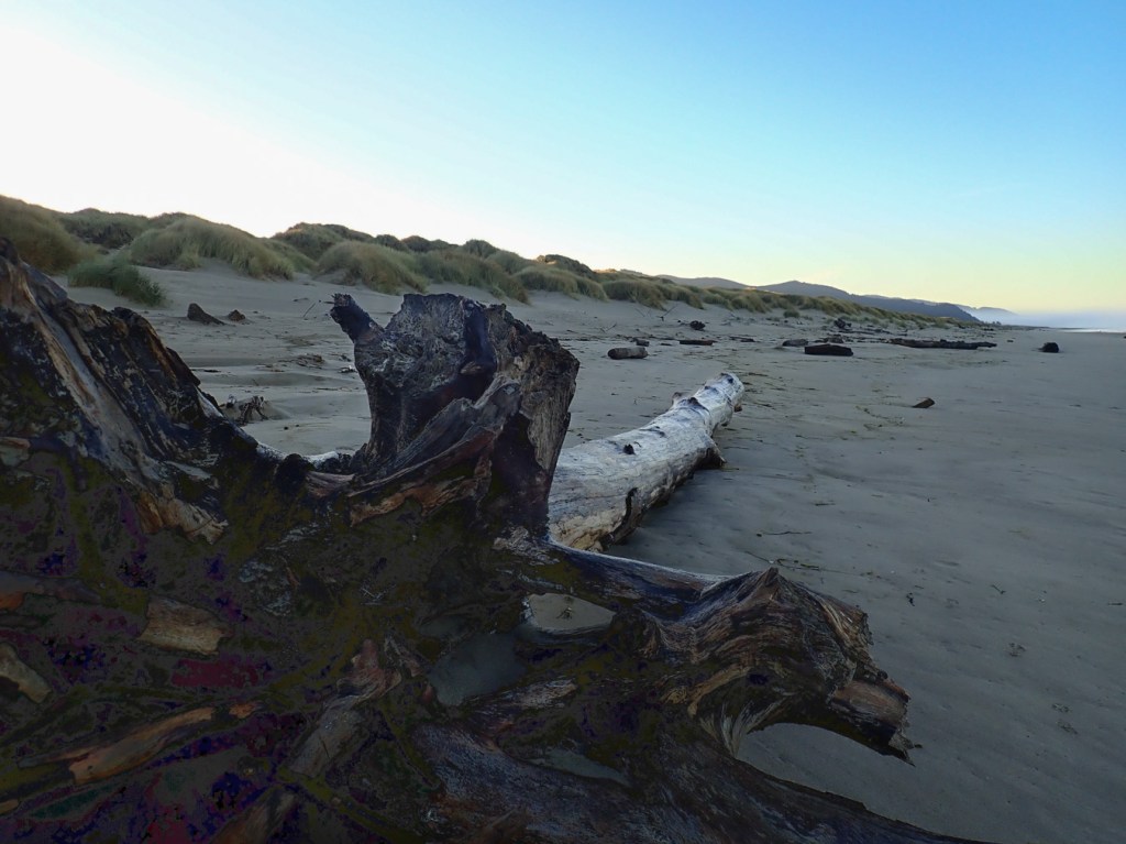 A drift log and root crown rests on the sand before the morning sun tops the foredune.