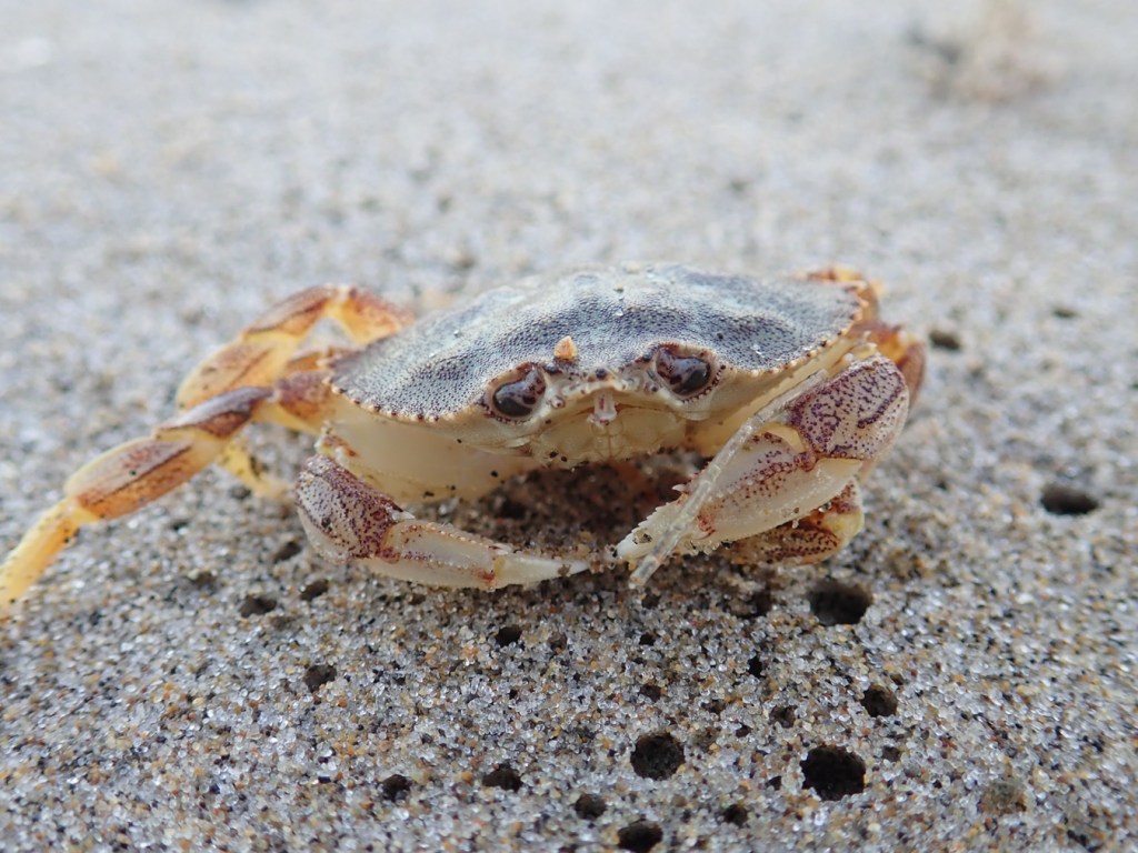 A closeup head-on view of a juvenile Dungeness crab Metacarcinus magister resting on the sand.