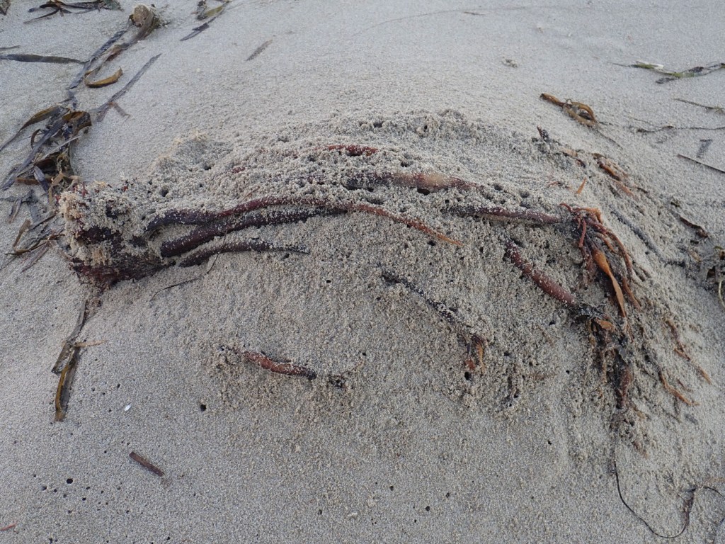 Drifted Postelsia almost buried in sand amid beach hopper diggings.