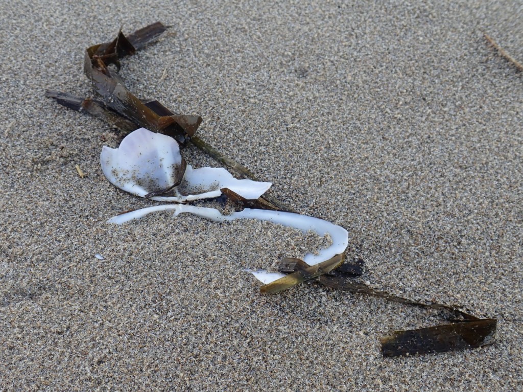 Razor clam fragments partially buried in the sand, and a couple drifted eelgrass blades.