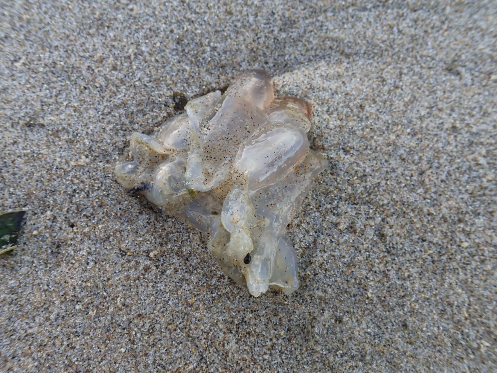 A jelly fragment, maybe a sea nettle remnant, rests on the sand.