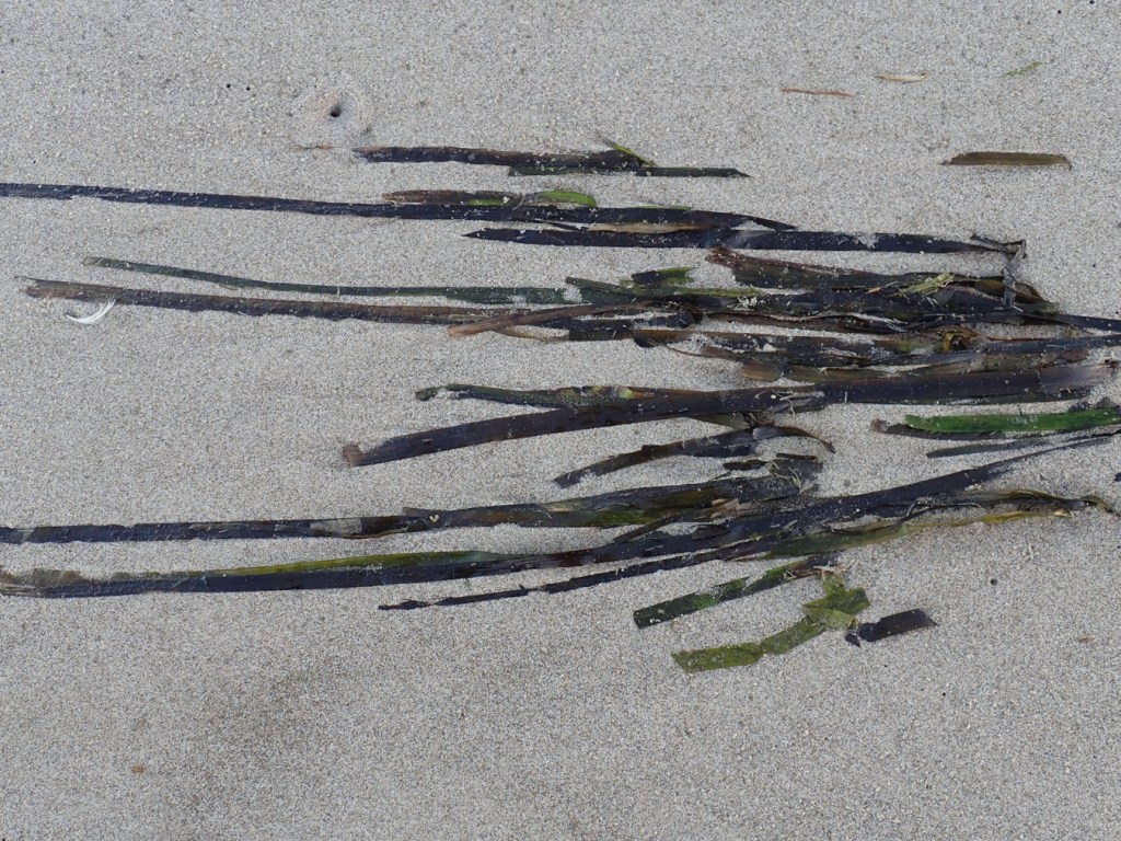 Several eelgrass blades lay out parallel in the sand. 